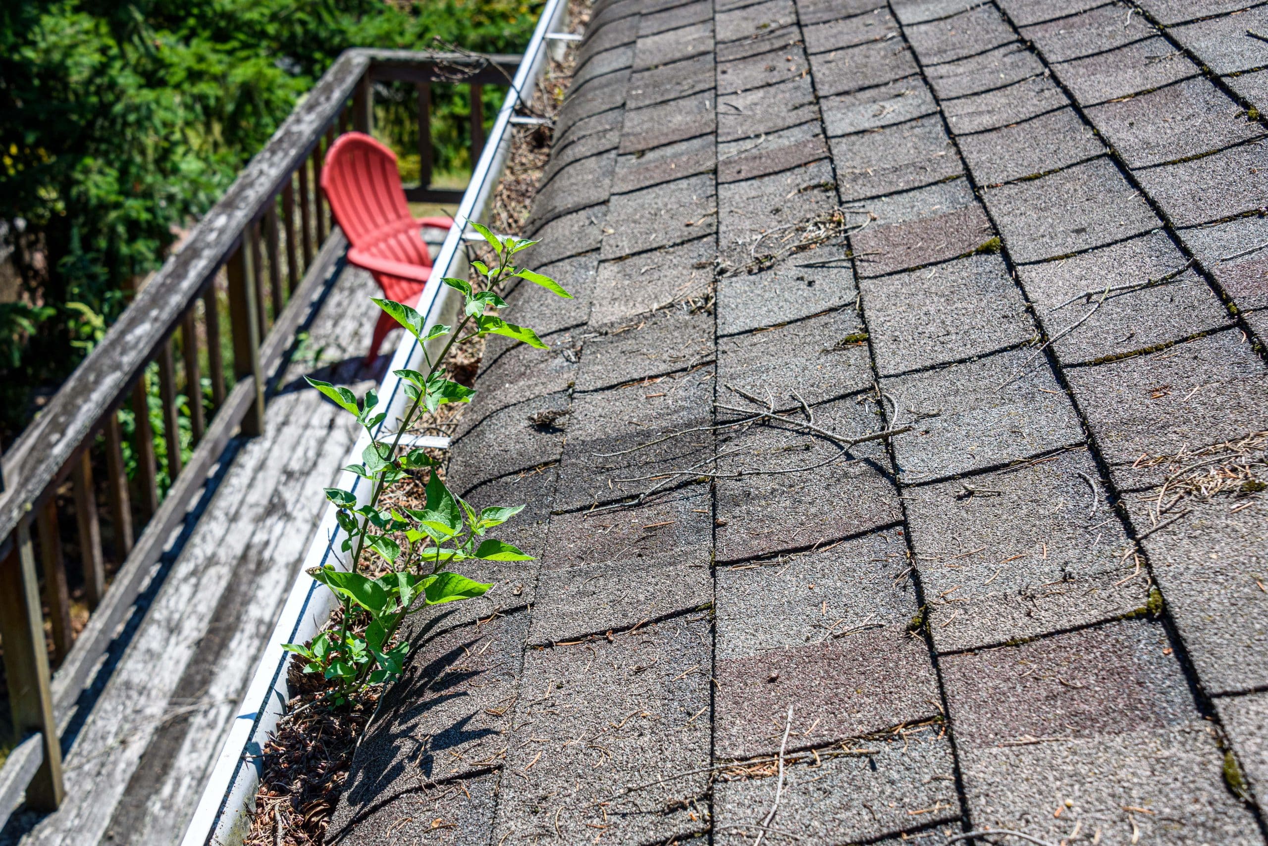 Clogged gutters in need of a gutter cleaning service.